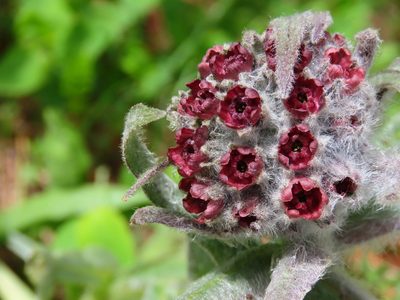 Cynoglossum magellense, photographed by Emanuele Santarelli