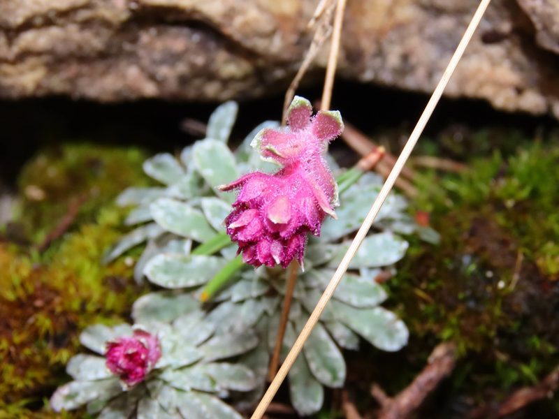 Saxifraga porophylla, photographed by Emanuele Santarelli