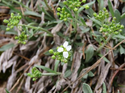Phyllolepidum rupestre, photographed by Emanuele Santarelli