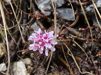 Noccaea stilosa, photographed by Emanuele Santarelli