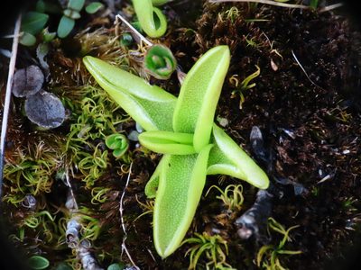 Pinguicula fiorii, photographed by Emanuele Santarelli