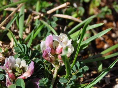 Astragalus depressus, photographed by Emanuele Santarelli