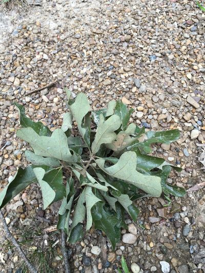 Quercus similis, photographed by Alan Weakley