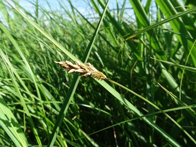 Carex disticha, photographed by Grzegorz Grzejszczak