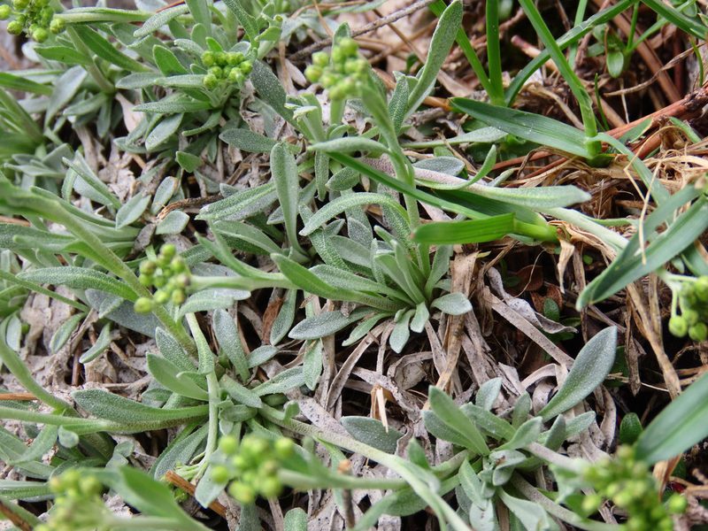 Phyllolepidum rupestre, photographed by Emanuele Santarelli