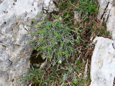 Phyllolepidum rupestre, photographed by Emanuele Santarelli