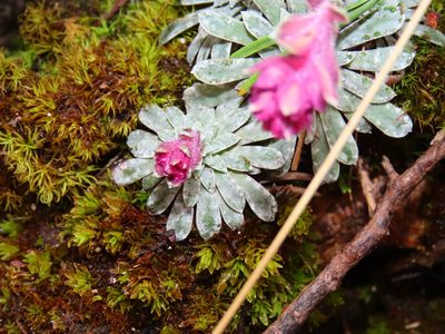 Saxifraga porophylla, photographed by Emanuele Santarelli