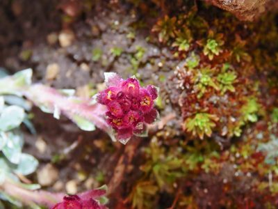 Saxifraga porophylla, photographed by Emanuele Santarelli