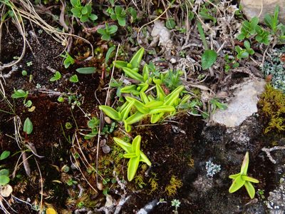 Pinguicula fiorii, photographed by Emanuele Santarelli