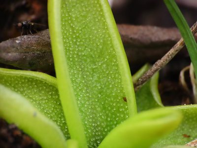 Pinguicula fiorii, photographed by Emanuele Santarelli