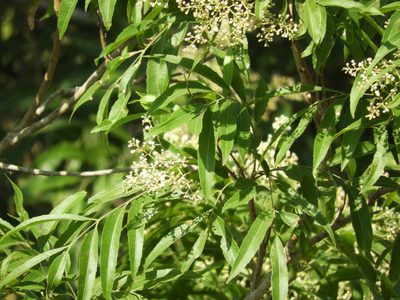 Thouinidium decandrum, photographed by Francisco Farriols Sarabia