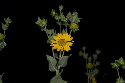 Silphium radula, photographed by Michelle W. （鍾偉瑋）