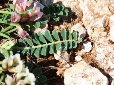 Astragalus depressus, photographed by Emanuele Santarelli