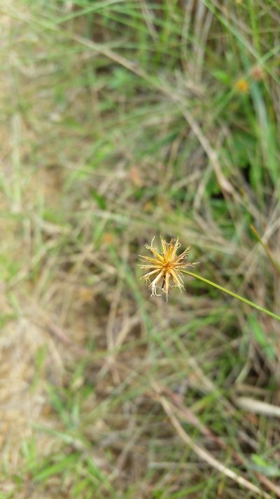 Actinoschoenus aphyllus, photographed by Eugene Popov