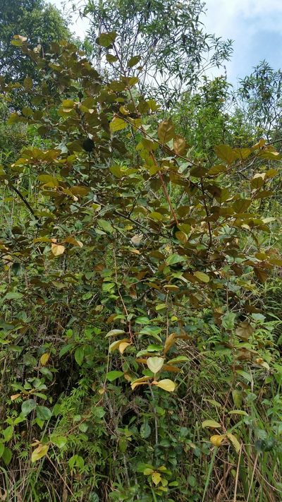 Elaeagnus latifolia, photographed by Eugene Popov
