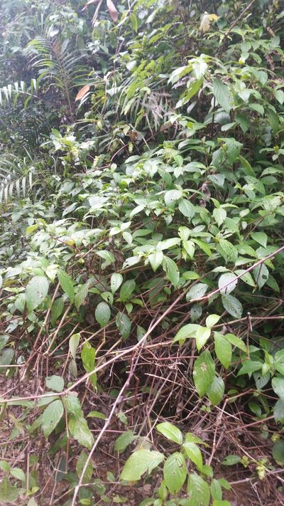 Strobilanthes hookeri, photographed by Eugene Popov