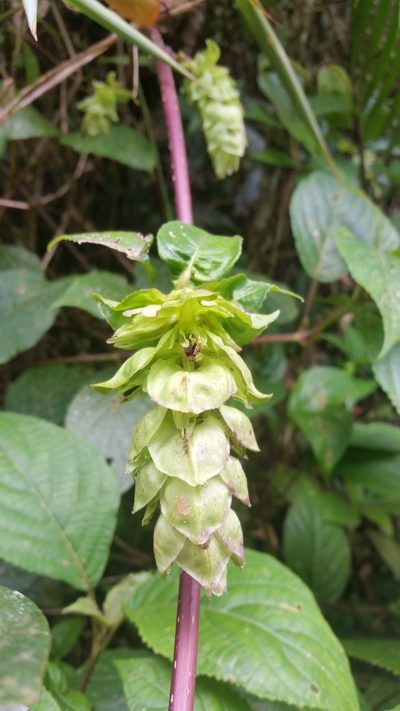 Strobilanthes hookeri, photographed by Eugene Popov