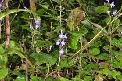 Scutellaria violacea, photographed by Eugene Popov