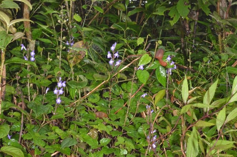 Scutellaria violacea, photographed by Eugene Popov