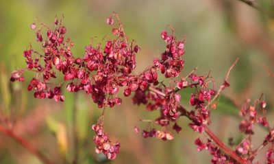 Rumex usambarensis, photographed by Tony Rebelo
