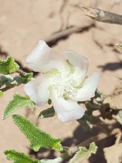 Malvella sagittifolia, photographed by Alex Abair