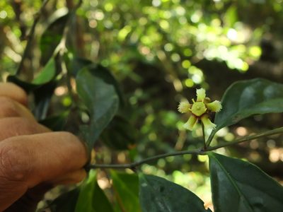 Euonymus indicus, photographed by Siddarth Machado
