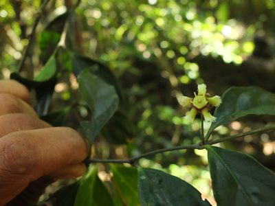 Euonymus indicus, photographed by Siddarth Machado