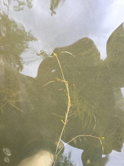 Potamogeton foliosus, photographed by Summit Metro Parks