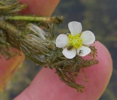 Ranunculus longirostris, photographed by Summit Metro Parks