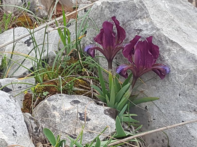 Iris adriatica, photographed by Josip Skejo