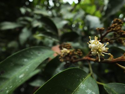 Glycosmis macrocarpa, photographed by Siddarth Machado
