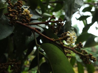Glycosmis macrocarpa, photographed by Siddarth Machado