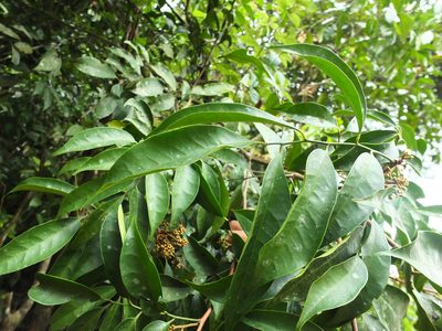 Glycosmis macrocarpa, photographed by Siddarth Machado