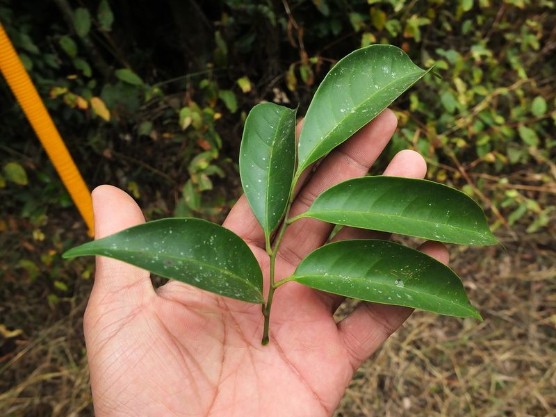 Glycosmis macrocarpa, photographed by Siddarth Machado