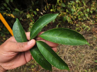 Glycosmis macrocarpa, photographed by Siddarth Machado