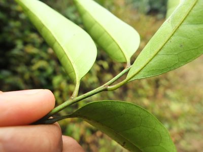 Glycosmis macrocarpa, photographed by Siddarth Machado