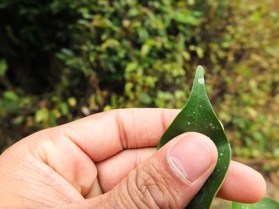 Glycosmis macrocarpa, photographed by Siddarth Machado
