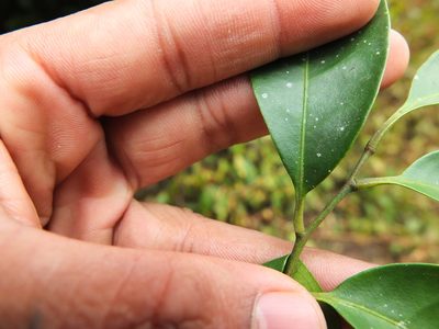Glycosmis macrocarpa, photographed by Siddarth Machado