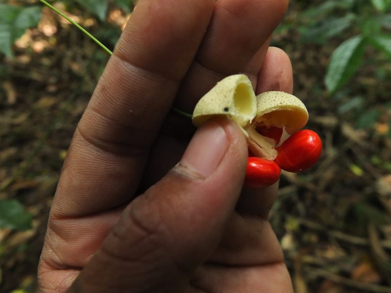 Glyptopetalum grandiflorum, photographed by Siddarth Machado