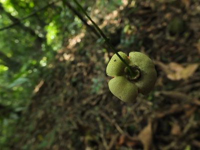 Glyptopetalum grandiflorum, photographed by Siddarth Machado
