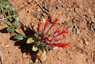Monardella macrantha, photographed by Millie Basden