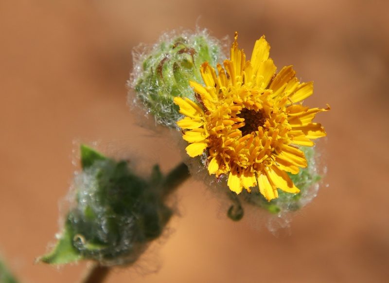 Hulsea californica, photographed by Millie Basden