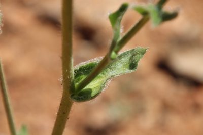Hulsea californica, photographed by Millie Basden