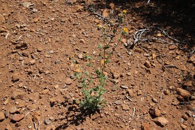 Hulsea californica, photographed by Millie Basden