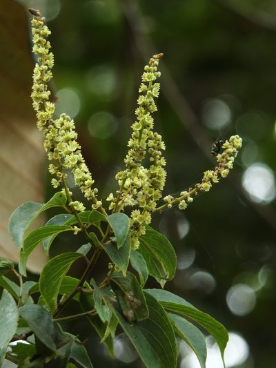 Gouania microcarpa, photographed by Siddarth Machado