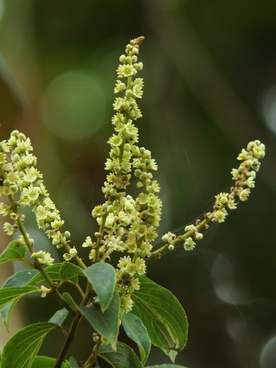 Gouania microcarpa, photographed by Siddarth Machado