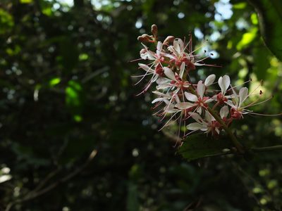 Humboldtia brunonis, photographed by Siddarth Machado