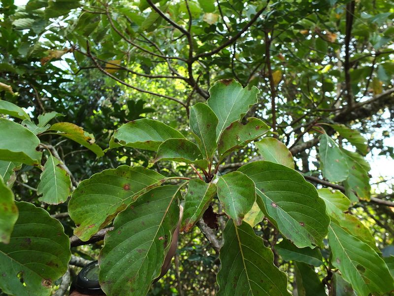 Hymenodictyon obovatum, photographed by Siddarth Machado