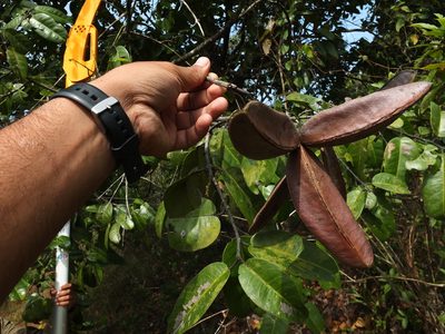 Lophopetalum wightianum, photographed by Siddarth Machado