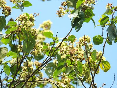Kydia calycina, photographed by Siddarth Machado